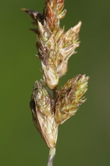 Carex sartwellii