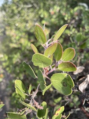 Arctostaphylos rudis