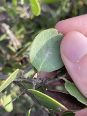 Arctostaphylos rudis