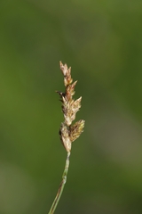 Carex sartwellii