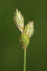 Carex suberecta