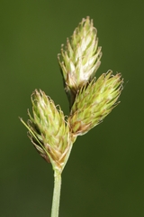 Carex suberecta