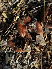 Tricholoma fracticum