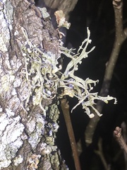 Ramalina stenospora