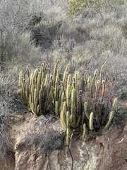 Bergerocactus emoryi