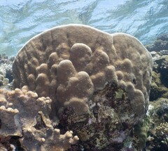 Leptoria phrygia