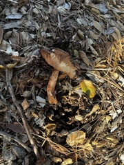 Tricholoma fracticum