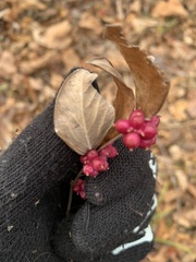 Symphoricarpos orbiculatus