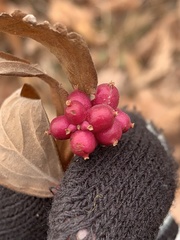 Symphoricarpos orbiculatus
