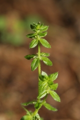 Cruciata pedemontana