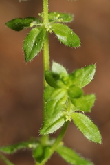 Cruciata pedemontana