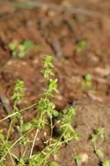 Cruciata pedemontana