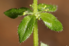 Cruciata pedemontana