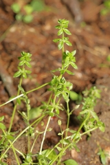 Cruciata pedemontana