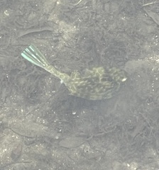 Acanthostracion quadricornis