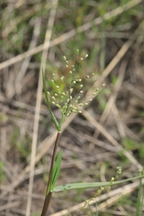 Dichanthelium scribnerianum