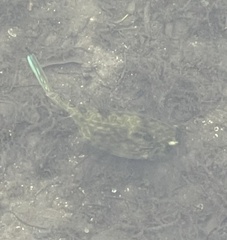 Acanthostracion quadricornis