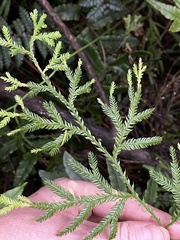 Lycopodium volubile