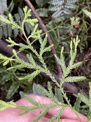 Lycopodium volubile