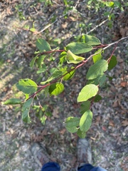 Prunus umbellata