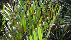 Acrostichum speciosum