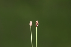 Eleocharis compressa