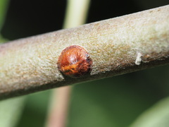 Coccinae