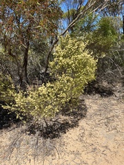 Melaleuca uncinata