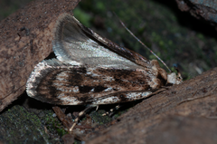 Barea exarcha