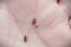 Eleocharis compressa