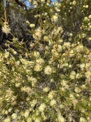 Melaleuca uncinata