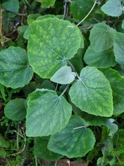 Pericallis aurita image