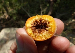 Ficus drupacea