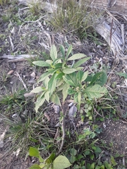 Verbesina virginica