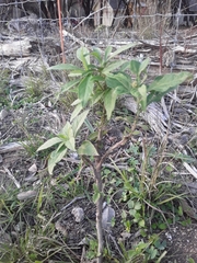 Verbesina virginica