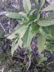 Verbesina virginica