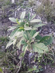 Verbesina virginica