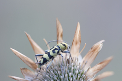 Chlorophorus varius