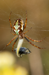 Novaranea queribunda