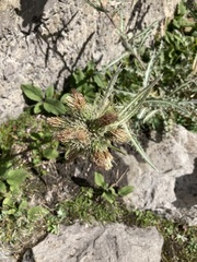 Cirsium hookerianum