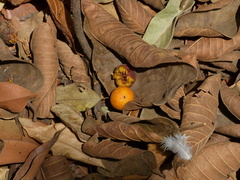 Ficus drupacea
