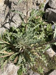 Cirsium hookerianum