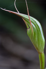Pterostylis cardiostigma