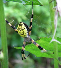 Argiope picta