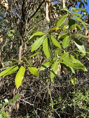 Persea borbonia