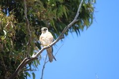 Falco longipennis