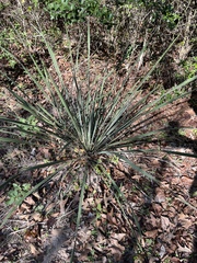 Yucca louisianensis