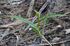 Pterostylis cardiostigma