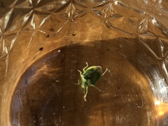 Thyanta pallidovirens