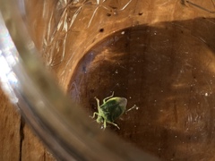 Thyanta pallidovirens